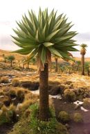 Ethioptrek (221) (Small)